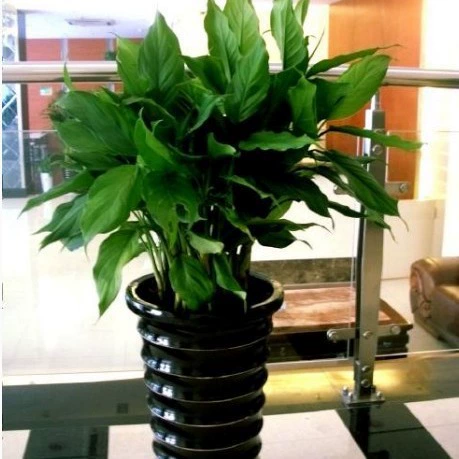 Вечнозеленое растение в горшке зеленое растение горшечный цветок ленивый офис Зеленый Рабочий стол вечнозеленый Серебряный завод Королевы