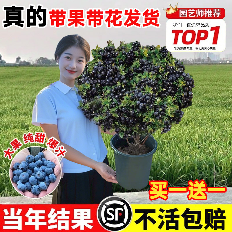 蓝莓树果苗盆栽带果发货阳台南北方种植蓝莓果树苗特大号当年结果