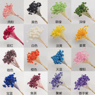 Small Mountain Flower Dried Flower Eternal Flower Pastoral Home Jewelry Photo Props Natural Original Ecology Real Flower Small Daisy