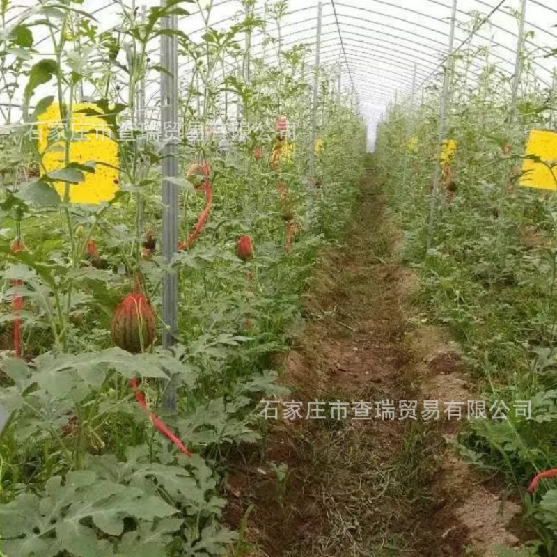 猕猴桃桩柱葡萄基地金属支架百香果 爬藤立柱