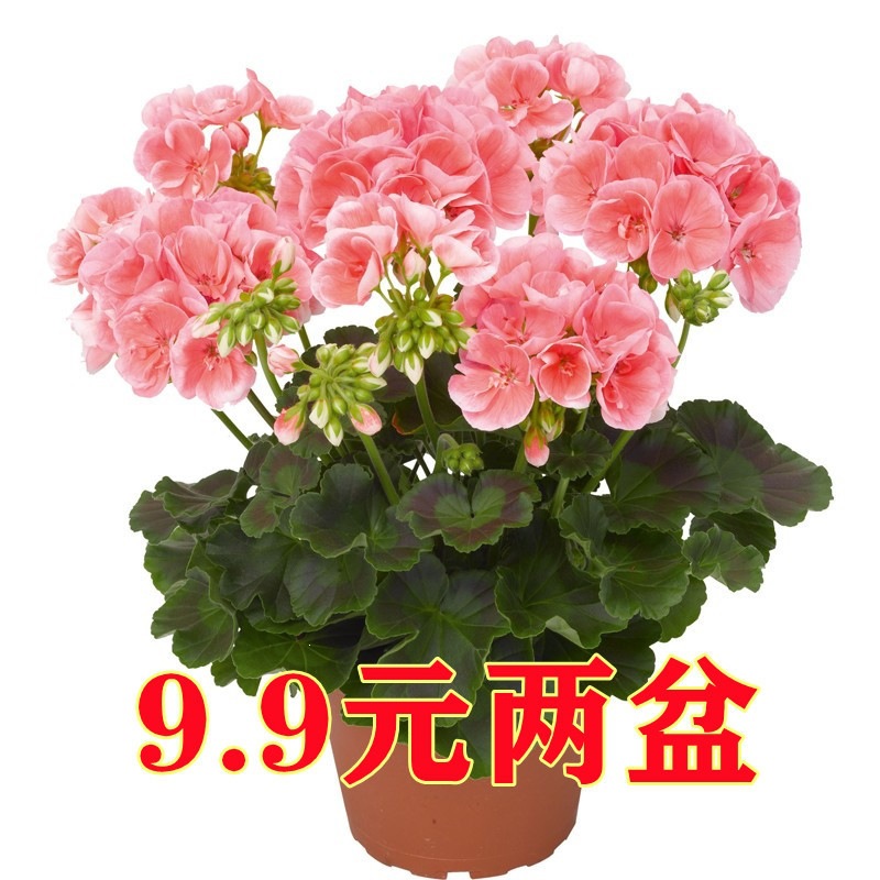 Double-Flowered Geranium Potted Plant Seedlings, Large Flowers That Bloom Continuously Throughout the Year, Hydrangea Seedlings, Easy-To-Grow Indoor and Balcony Flowers