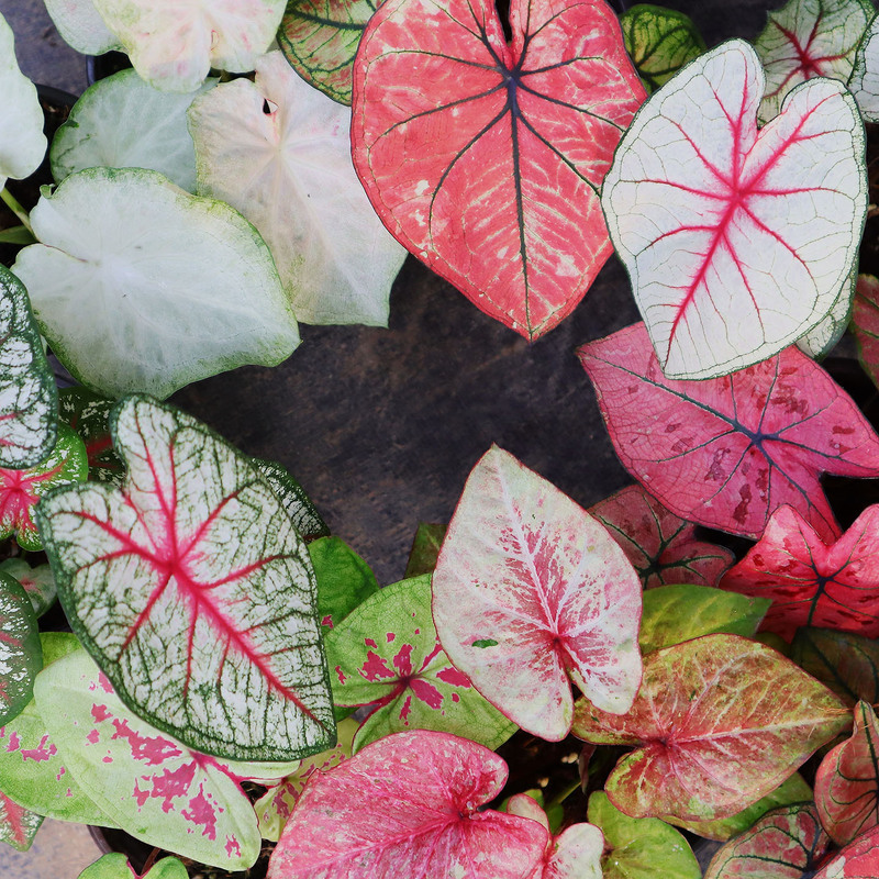 Banxi Colorful Leaf Taro Cultured Seedlings, Thai Colored Potted Flowers, Thai Flower-Leaf Taro, Indoor Ornamental Green Plant, Perennial Plant Banxi Colorful Leaf Taro Cultured Seedlings, Thai Colored Potted Flowers, Thai Flower-Leaf Taro, Indoor Ornamental Green Plant, Perennial Plant