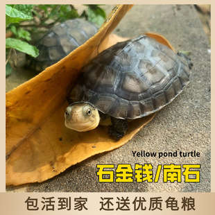 ��ʯ���X��ʯ���X�����S��Mˮ����С��Gë��С������������l