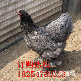 厂家直销贵妃鸡 珍珠鸡 七彩山鸡 观赏鸡种蛋 芦花鸡 绿壳蛋鸡