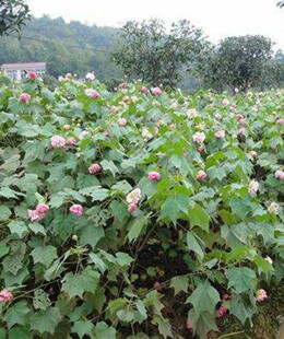 ľܽ��  ʒɽ ���NҎ��  �G��      ����ֱ�N  �����@�ֹ��� ���l