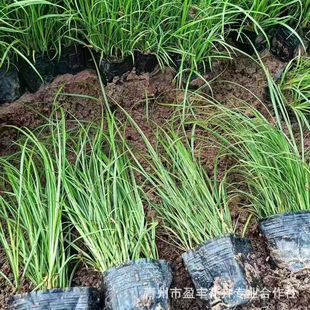 ��G̦�ݶ�ѿ���G�^�p�ݾG���@��·߅�^�~�Ų�ֲ�����l������ֲ