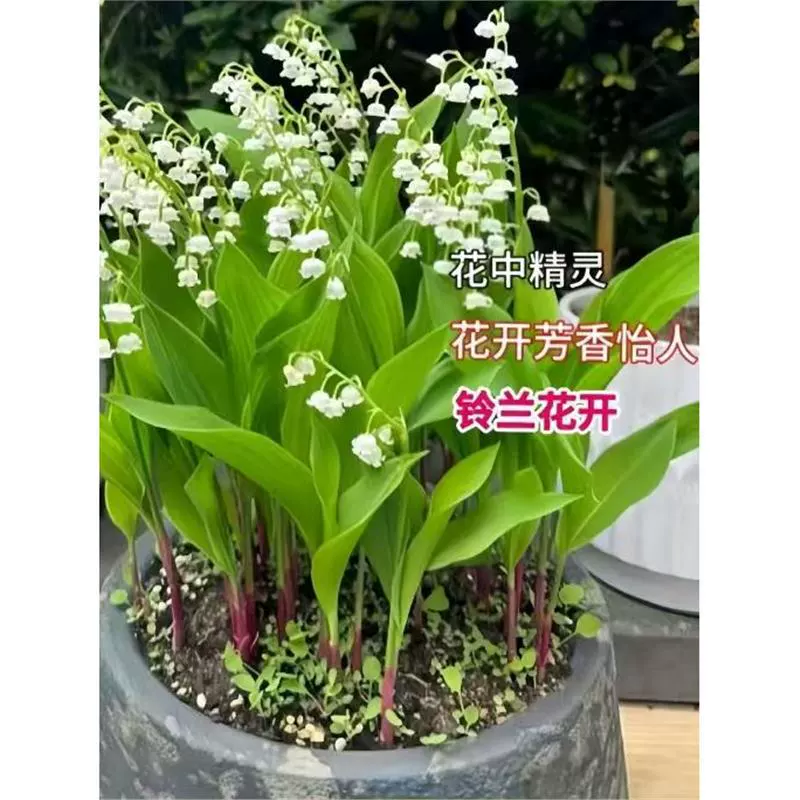 Саженцы ландыша с бутонами и корнями, луковицы горшечных растений, морозостойкие комнатные и уличные цветы и зеленые растения, цветущие круглый год, тюльпаны