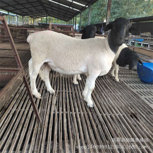 �Ų��d�� �m�Ϸ��B������Ʒ�N �Ų��d���^̥����ĸ��r��