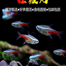 tGwᎧ~^p~Сͻw~Ⱥν~猙ﵭˮ~