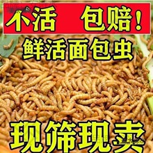 ����x���l�S���x���x�W�^�~���������~��ü�Bʯ�������̫��