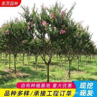 ��ޱ����������ޱ����t����ޱ�t�����ޱ�e��ͥԺ�G�������L����