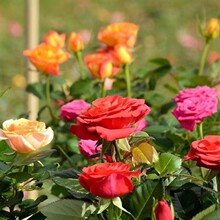 һ�����l���؏��ļ��׷N���N�ӻ��_�������˽M�ϻ����Ի���ֲ