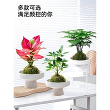 ̦�\��ˮ��ֲ������С�����k���҃ȾGֲ�����՚�����ȩ���˺��B��