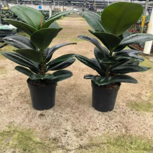 ����ȩ�����՚�ڽ����G�}�S�������tԭ��ԭ��l؛�҃ȑ��˾Gֲ