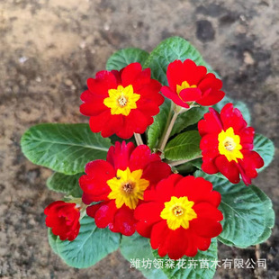 Seasonal Grass Flower Primrose Seedlings Qingzhou Base Wholesale Primrose Potted Flower Sea Project Greening Seedlings Rental