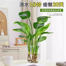 天堂鸟水培植物大绿植盆栽花卉植物室内客厅水培大叶绿植四季常绿