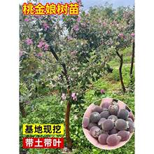 桃金娘树苗捻子果苗山菍子树地稔子小苗常绿南方北方种植庭院盆栽