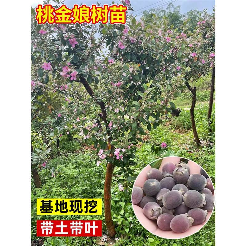 桃金娘树苗捻子果苗山菍子树地稔子小苗常绿南方北方种植庭院盆栽