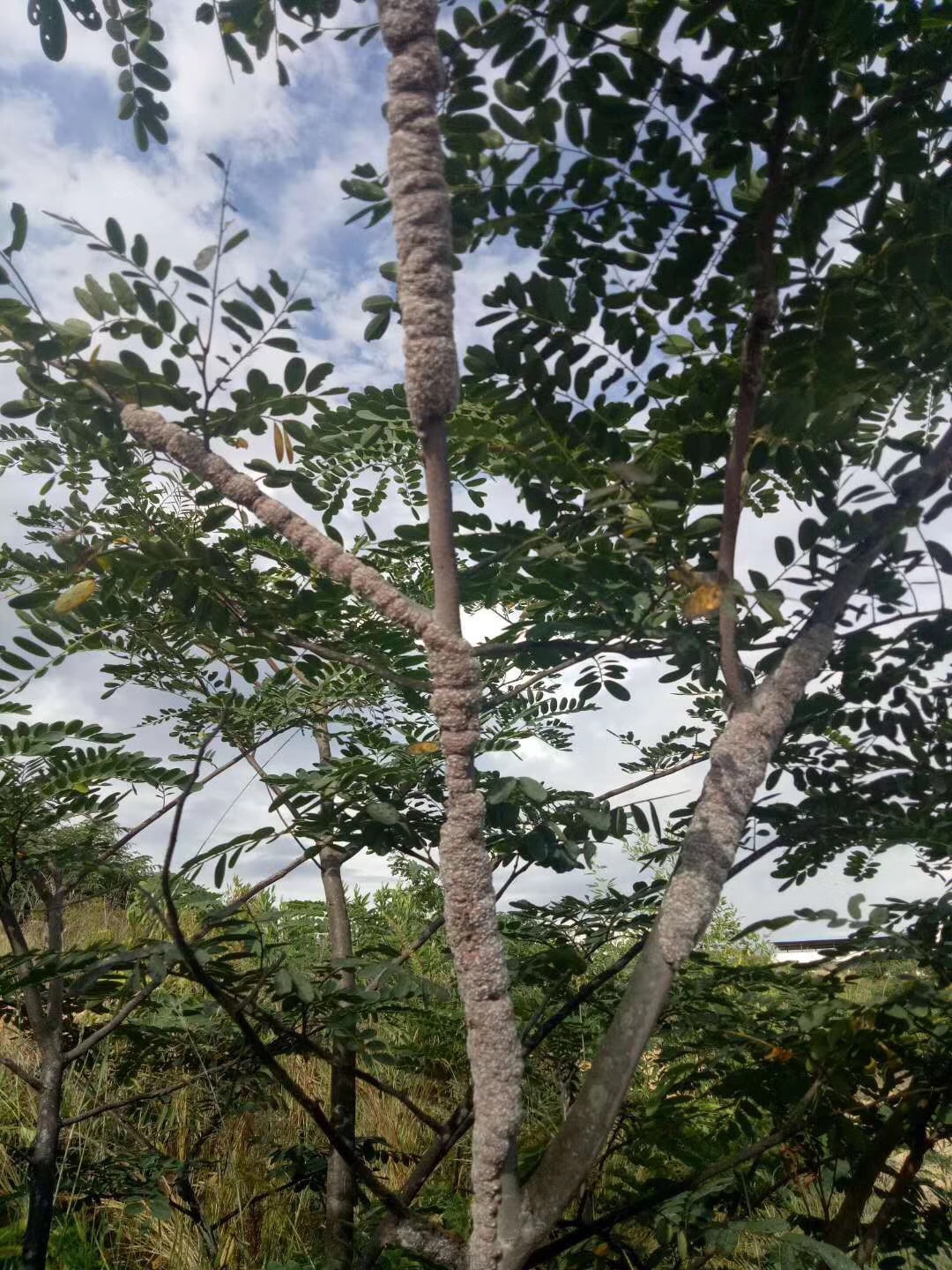 阿里巴巴IMG_9545