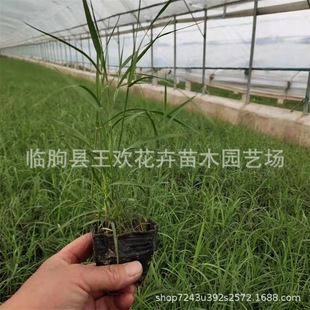 Reed Seedlings Water Body Greening Nursery Wholesale Garden Plants Reed Seedlings Reed Bamboo Seedlings Aquatic Water Body Greening Aquatic