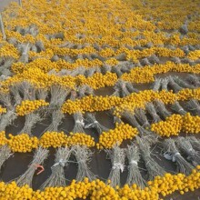 黄金球干花花束永生花永生金槌花配材摆件云南七夕企业礼品