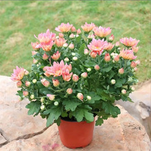 ��Ʒ���m�Վ������l؛�ļ��ذ���m�����Ծջ��҃��̨�ͺ������_