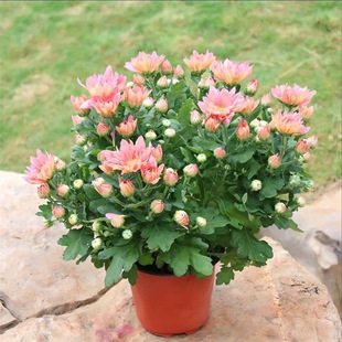 ��Ʒ���m�Վ������l؛�ļ��ذ���m�����Ծջ��҃��̨�ͺ������_