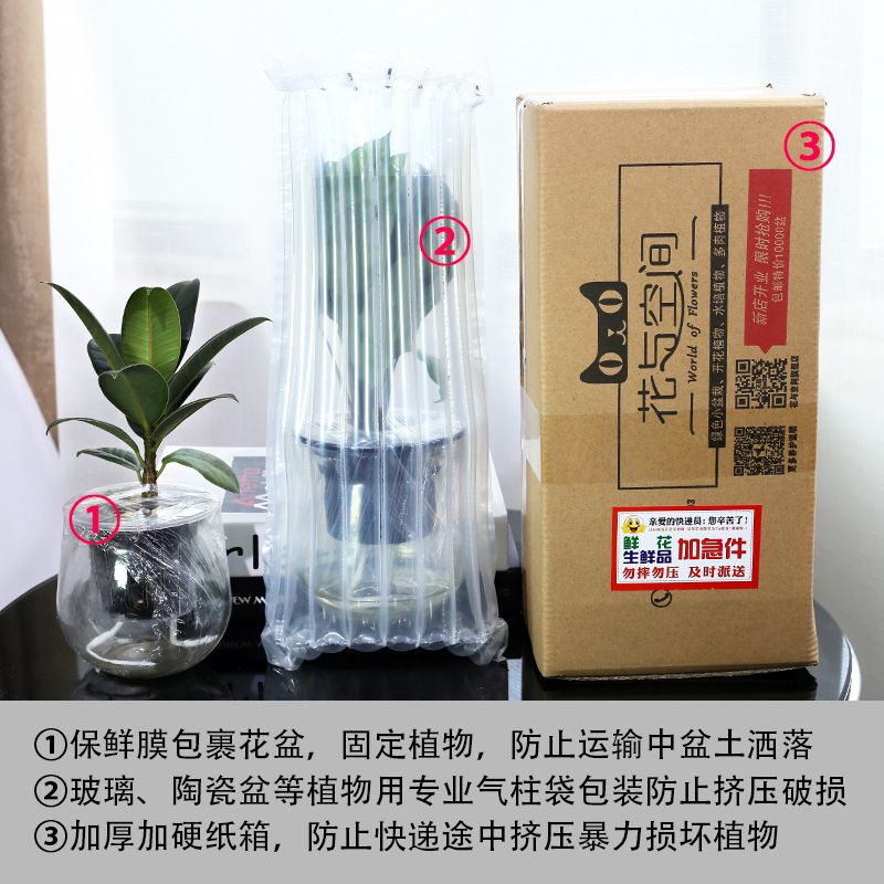 Green Luo Zongzi Fortune Tree Changchun Vine Bamboo indoor…