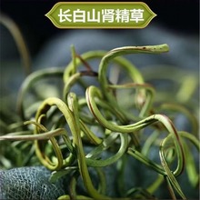 长白山特产肾精草东北特产黄金茶嗷嗷叫满孢子一瓶50克山货净草