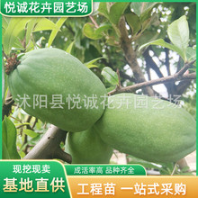 批发木瓜海棠苗园林绿化苗木色块绿篱庭院种植观赏树木瓜海棠树苗