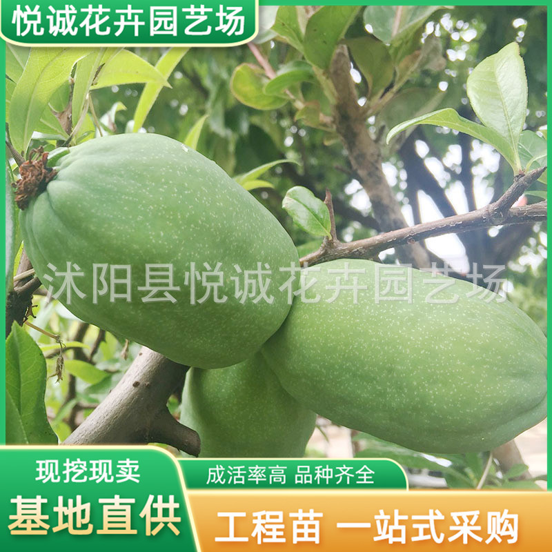 批发木瓜海棠苗园林绿化苗木色块绿篱庭院种植观赏树木瓜海棠树苗