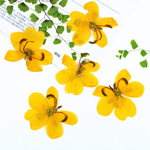 Cassia Plant Specimen Real Flower Dried Flower Embossed Gel Drop Mobile Phone Case Bookmark Children's Table Lamp Sticker Facial Decoration