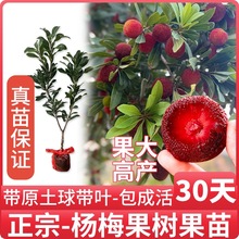 |÷ش÷NֲԹ箔YˮͥԺ