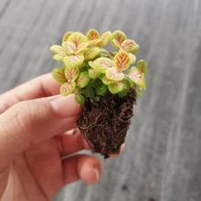 �҃ȾGֲɫ�ʶ��ӾW�y����Ȥζ΢���^С���ԾG�����m�ļ����G���B