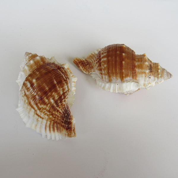 Natural conch shell striped piano snail fish tank aquarium…