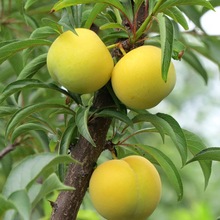 嫁接蜂糖李树苗 蜂糖李子果树苗蜂蜜李子苗南北方种植果树结果苗