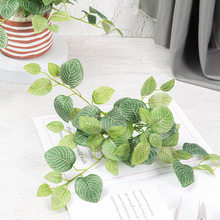 Gֲ ȼ~ zӡX~ Ҿb ɭϵb