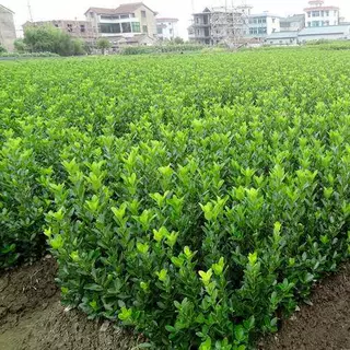 冬青树苗卫矛球水蜡 瓜子黄杨金森小叶女贞 常青耐寒庭院围墙绿篱