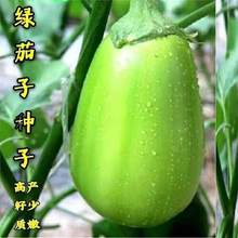 �G���ѷN�ӾG���Ӹ߮a�ļ��r���߲˷N�������ӾGƤ�ͺ������߲���