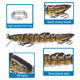 Second Generation New Tongue Version Multi-section Loach Far Throw Mino Seven-section/Nine-section Simulation Luya Fake Bait Fishing Gear