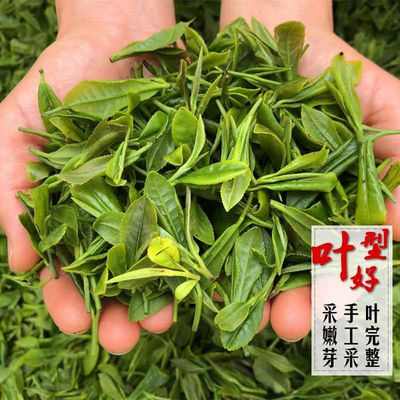 Green Tea wholesale Shandong Sunshine 2022 newly picked and processed tea leaves Mingqian Chinese chestnut highly flavored type Tea 500g Bag delivery factory