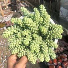 玉坠 多肉植物新玉缀 玉帘 新玉坠 新玉串 景天科多肉植物小盆栽