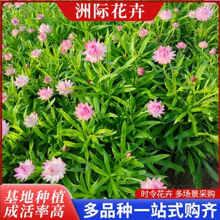 彩色麦秆菊杯苗 耐寒好养庭院地栽 花海花境观赏绿植 干花专用花