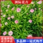 耐寒观赏地栽花海绿植