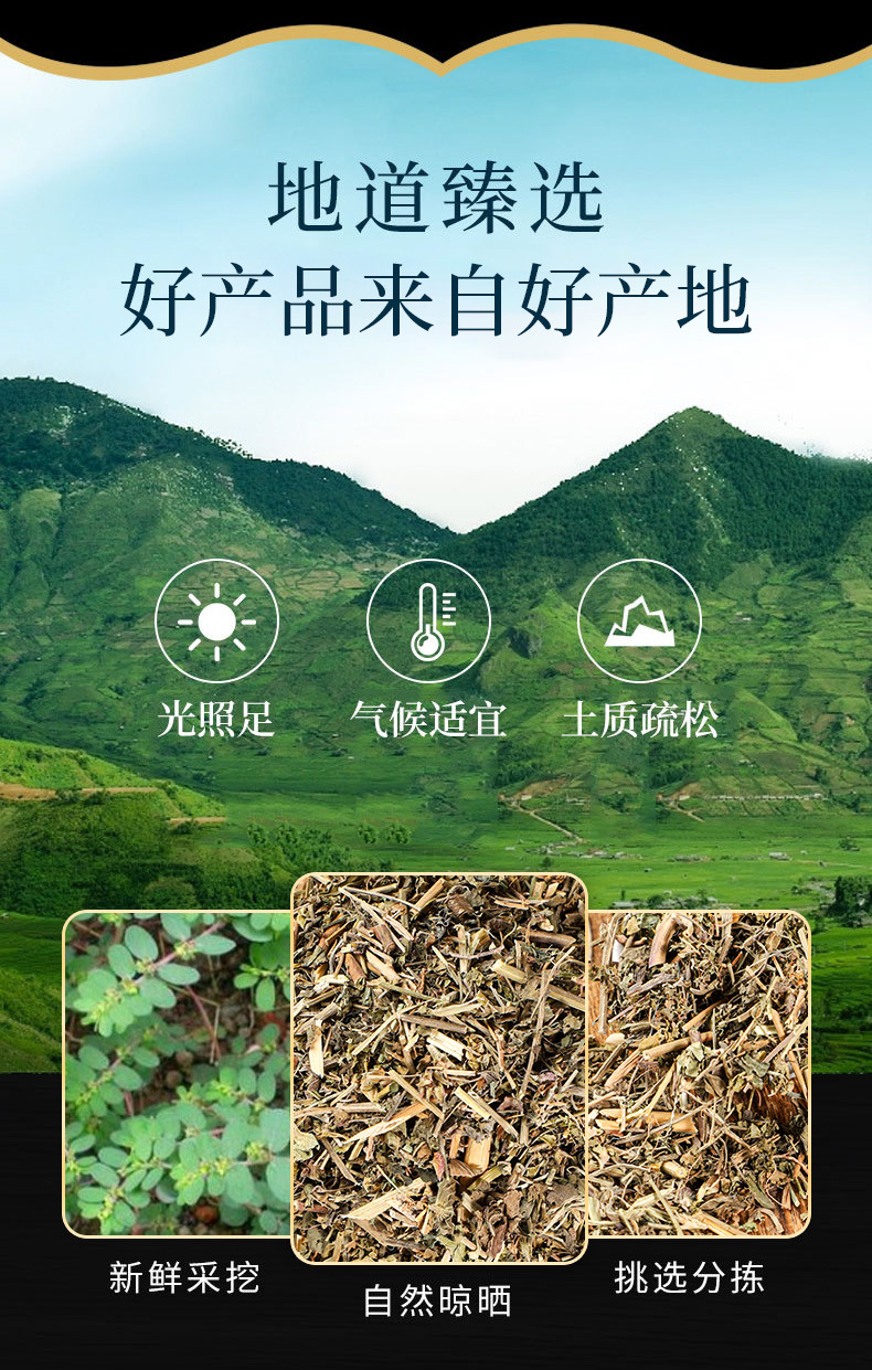 Xue Jian Chou (Acalypha australis) — Dried Iron Acalypha Herb, Food-Use Botanical overview