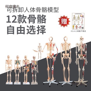 85180 Human Skeleton Model Skeleton Detachable Human Spine Model Small White Skull Metabo