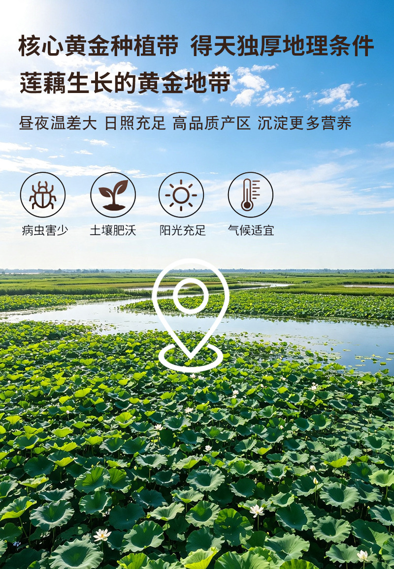Pure Lotus Root Powder 500g Instant Breakfast Drink No Added Cane Sugar in use