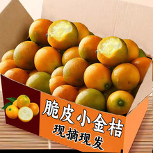 5广西脆皮金桔鲜果金桔摘新鲜水果多汁金桔孕妇整箱包