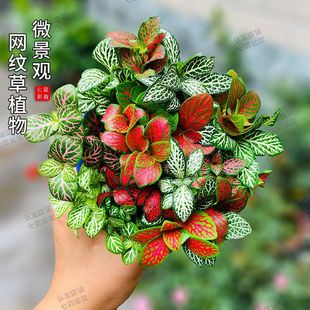 ����W�y��̦�\΢���^DIY����ˮꑸ����辰�҃�����GֲС�ͻ���