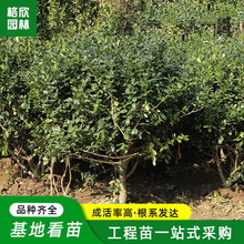 �޴��۹�����������㳡ͥԺ��·�̻�����԰�̵������������ϻ���